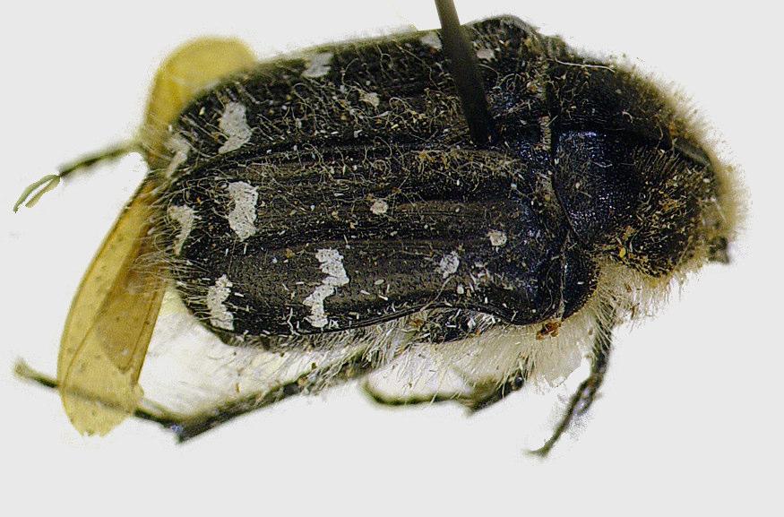 Oxythyrea cinctella (Schaum, 1841) Şekil 4.1.5.1.2. Oxythyrea cinctella Schaum nın ergin bireyi Tanınması: Erginleri parlak siyah renklidir. Vücudun kenarlarında sık ve beyaz tüyler vardır.