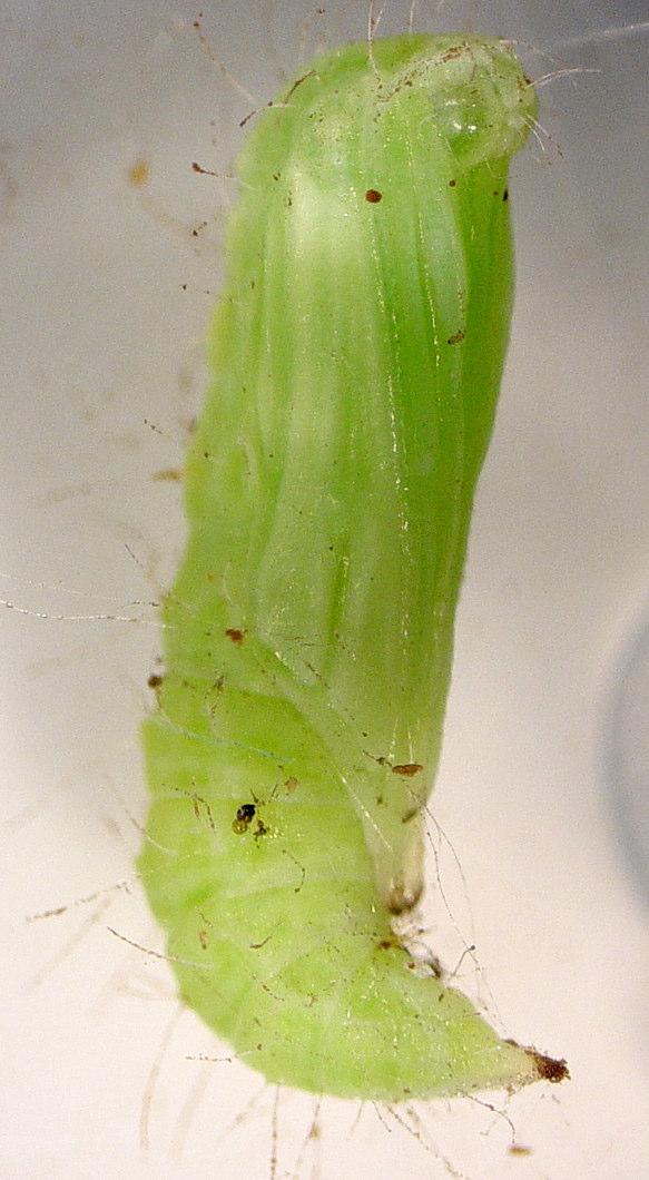Cnaemidophorus rhododactyla Denis & Schiffermüller nın a) Larva b) Tomurcukta beslenen larva