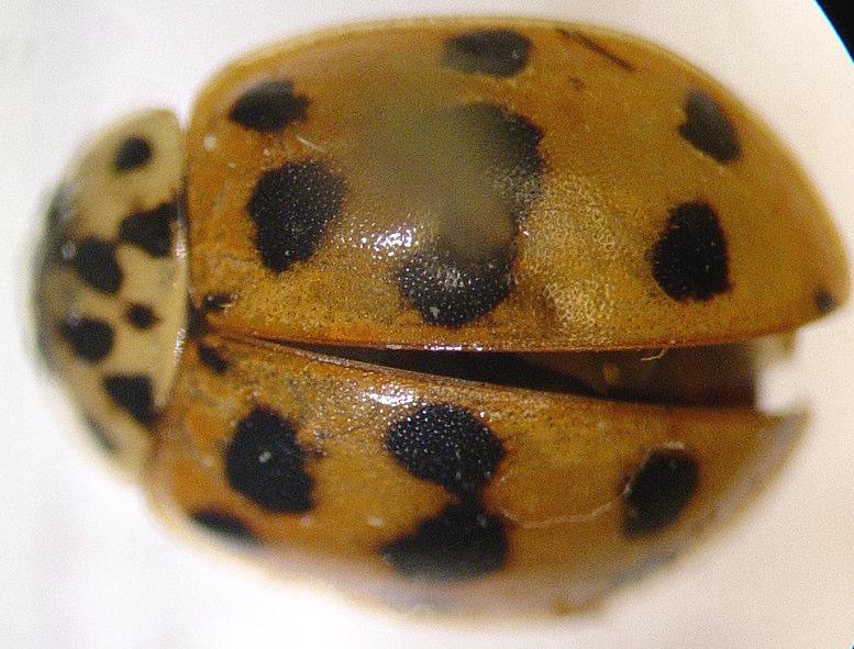 4.2.2. Coccinellidae Adalia fasciatopunctata revelierei Mulstant, 1866 Şekil 4.2.2.1. Adalia fasciatopunctata revelierei (Mulsant) nin ergin bireyi Tanınması: Ergin uzunca oval 4,5-6 mm boyundadır.