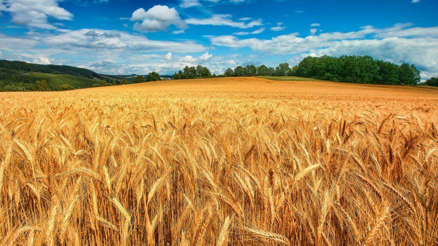 Ürün Adı Tablo 21 de lisanslı depoculuğa elverişli ürünler olan buğday, arpa, mısır, fındık ve kestane için Türkiye ve TR81 Bölgesi üretim miktarları gösterilmiştir.
