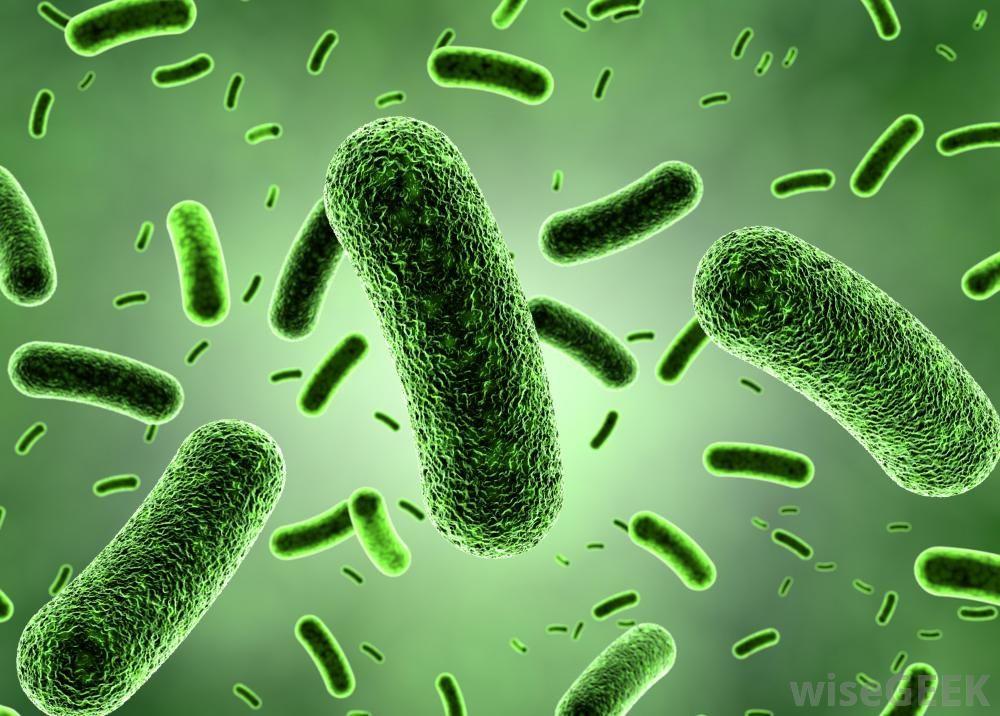 KAYSERİ BAKTERİLERİ (Kayseri Bacteria) Merkezde Bulunduğu Yer: Hayat (Life) standında bulunmaktadır. Bakteriler tek hücreli mikroskobik organizmalardır.