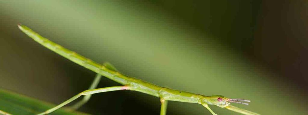 ÇUBUK BÖCEKLER (Stick Insects) Merkezde Bulunduğu Yer: Hayat (Life) standında