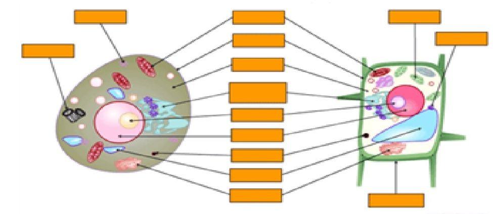 MİKRO YARATIKLAR (Micro-Creatures) Merkezde Bulunduğu Yer: Hayat (Life) standında bulunmaktadır. Canlıların yapısal ve işlevsel özellikler gösterebilen en küçük yapısına hücre denir.