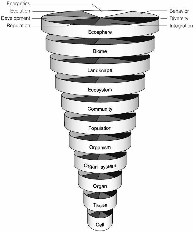 Enerji Evrim Gelişim Düzenlenme Ekosfer Davranış Çeşitlilik Bütünleşme Biyom Peyzaj Ekosistem Komünite Popülasyon Organizma Organ Her düzeyde de