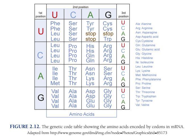 GENETİK KOD RNA da üçlü gruplar halinde bulunan ve protein sentezleme