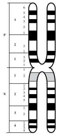 32 İnsan kromozomunun giemsa bant sonrası şematik örneği.