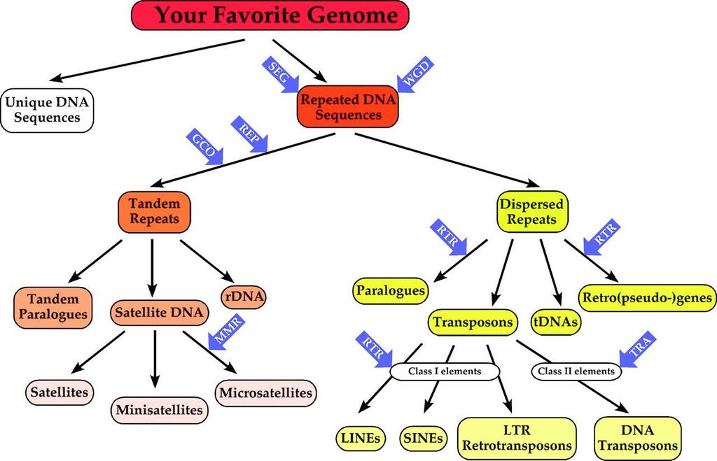 Repeated DNA sequences in eukaryotic genomes and mechanisms of