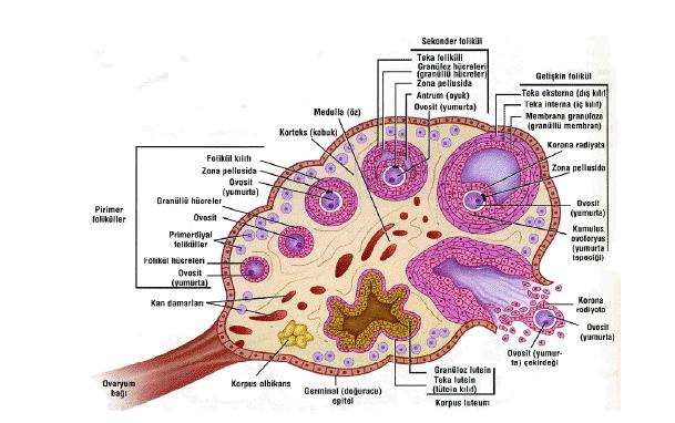 4 Şekil 2.2. Ovülasyon döneminin şematik anlatımı (6). 2.3. Folikülogenesis 2.3.1. Folikül ve Ovum Gelişimi Primordial germ hücreleri, gebeliğin 6.