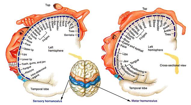 geri kalanı ve beynin orta kısımlarına doğru da ayak için temsil edilen bölgeler yer alıyor. Eller için motor korteks üzerinde yer alan bölüm diğerlerine oranla fazlasıyla büyük durumda.