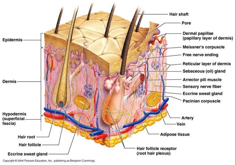 Dermis Derinin sinir ve damarları Dokunma ve basınç duyuları ileten sinir hücreleri Ağrı, kaşıntı ve