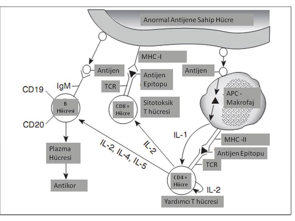 2.1.2. Patoloji 2.1.2.1. b e özgün reseptörler sentezler, ve tetikler. B hücreleri mümkün ve oradan da tekrar kana geçerler.
