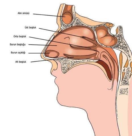Burun havadaki kimyasalları yakalayarak koku almamızı sağlar. Hayvanlarda akraba ve tür tanıma, üreme, yön bulma gibi pek çok işlevi vardır.