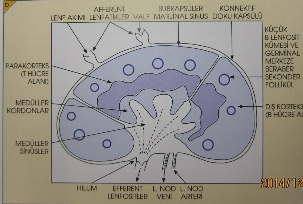 Lenf nodu