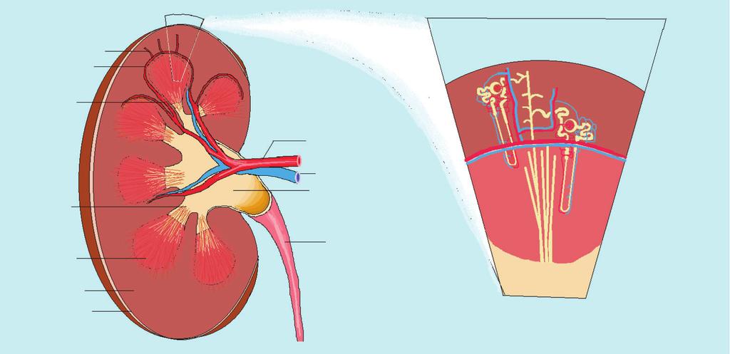 BÖBREK FİZYOPATOLOJİSİ kenarına yapışırken anteriorda vena kava inferior ve abdominal aortayı örterek karşı tarafın gerato fasyasıyla birleşir.