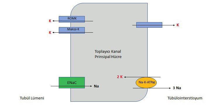 Potasyumun tübüler emilimi Şekil 2.