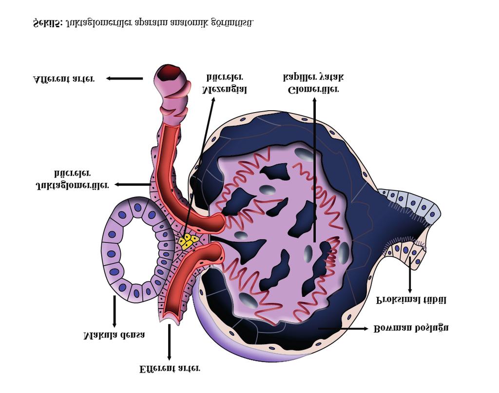 2 RENAL FİZYOLOJİ Tübüloglomerüler Geribildirim Mekanizması Bir nefronun yapısına bakıldığında tübüller önce glomerülden uzaklaşan daha sonra ise tekrar glomerüle yaklaşan bir seyir gösterir.