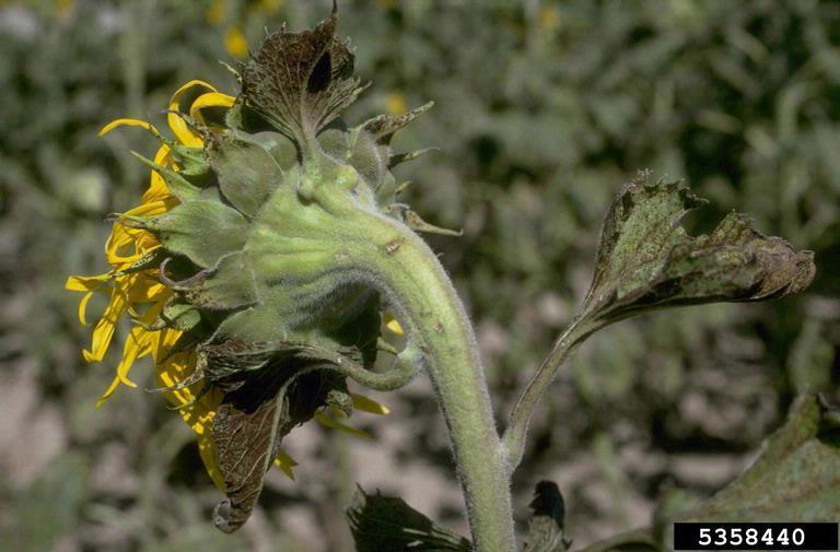 Bu hastalığa teşhis koymak çok zordur. Çünkü sclerotinia, macrophomina, phoma ve alterneria gibi mantarlar bitki de aynı zamanda oluşabilir. Birbirine benzeyen belirtiler yaratabilirler.