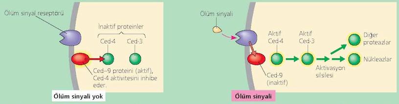 Ced-9 proteini apoptozun baş düzenleyicisidir Hücre ölüm sinyali almadığında, Ced-9 proteini, Ced-3 ve Ced-4 proteinlerini inaktif