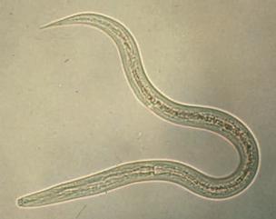 C. elegans ile çalışmanın avantajları Toprakta yaşayan bir organizmadır. Ancak petri kaplarında da kolaylıkla yetiştirilebilir.