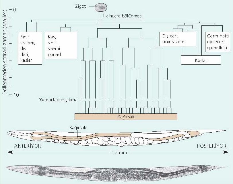 C. elegans ın