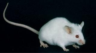 Mus musculus (fare) Araştırmacılar, belirli genleri mutasyonla etkisiz hale getirilmiş fareler oluşturmak için deneyler