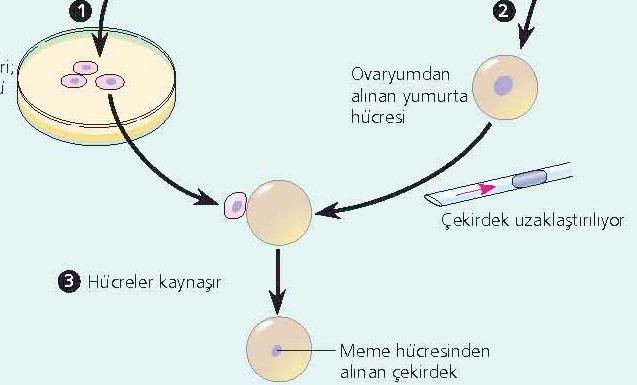 Koyun Dolly! Mitotik döngü G 1 kontrol noktasında durdu ve hücreler G 0 evresine girdi.