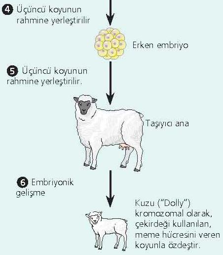 Koyun Dolly! Oluşan diploit hücre embriyoyu meydana getirmek üzere bölünmelere başladı. Embriyo, taşıyıcı koyuna implante edildi.