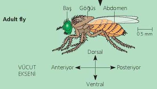 Drosophila da vücut yapısı Drosophila bilateral simetrili bir hayvandır.