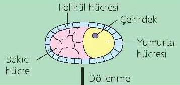Drosophila da yumurtanın yapısı Yumurta hücresi annenin ovaryumunda gelişir. Etrafı bakıcı hücreler ve folikül hücreleri ile sarılıdır.