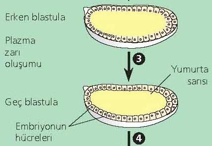 Drosophila da embriyonik gelişim Onuncu çekirdek bölünmesinde çekirdekler embriyonun çevresine göç etmeye başlar. 13. bölünmede plazma zarı 6.