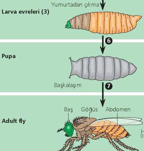Drosophila da embriyonik gelişim Çeşitli larval evrelerden geçtikten sonra (büyür ve deri değiştirir)