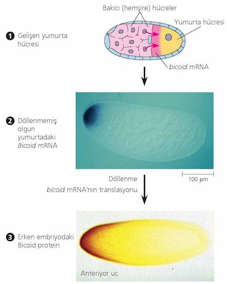 Peki, bicoid proteini gerçekten morfogen midir? Yumurta döllendikten sonra bicoid proteini sentezlenir.