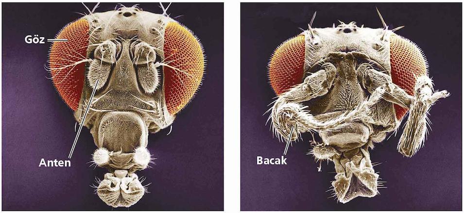 Homeotik genler Sinekte antenler, bacaklar ve kanatlar gibi anatomik yapıların uygun segmentlerde gelişmesini sağlayan ana (şef) genlerdir.