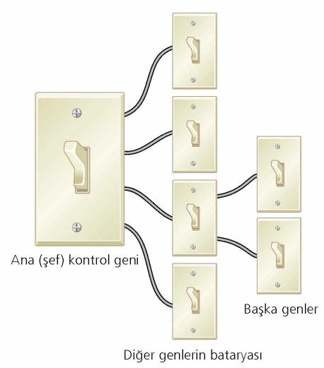 Proteindeki homeodomain in rolü nedir? Genin homeobox dizisi tarafından kodlanan protein kısmına, ilgili proteinin homeodomain i adı verilmektedir.