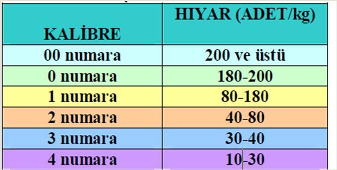 Ancak 1987 yılından itibaren gerek ülke içinde, gerekse ihracatta çok aranan hamburgerlerde kullanılan, 12 15 cm boyundaki (kiloda 5 10 adet hıyar) hıyarlar büyük değer kazanmıştır.