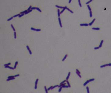 (a) Lactobacillus fermentum (b) Lactobacillus rhamnosus (c) Pediococcus pentosaceus (d)