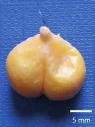 Şekil 4. Glandula uropygialis in genel görünümü.