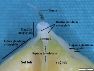 Glandula uropygialis in genel görünümü (dorsal görünüm) Şekil 5. A: bazal bölüm. B: apikal bölüm.