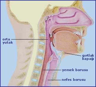 Hava Yolu Tıkanıklığı Nedir?