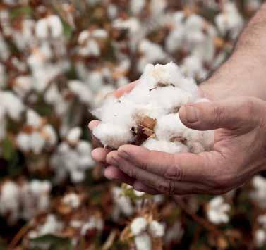 DAHA FAZLA BİLGİ İÇİN, CALIKCOTTON.