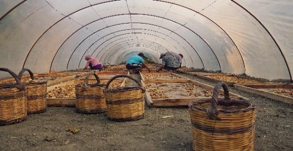 Ġncir Girişim dıģarıdan kuru incir alarak sadece paketleme yaparak toptan