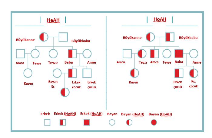 Heterozigot AH Anne ya da babadan sadece birinde aktarılan gen sorunludur.