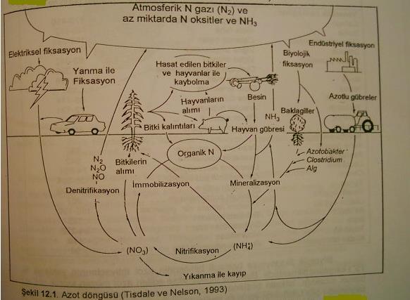 Toprakta Azot Doğada oldukça hareketlidir AZOT Noksanlığı yaygındır ama görülmez.
