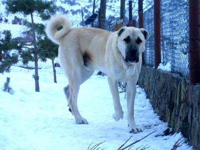 SEZEN AKINCI-10-E-451 tarafınn yazıldı düzenlenmiştir. Kangallar dünya Ancak büyük kendi ilgi ülkesin n ha ırktır. az ilgi köpekler görmektedir. rnekler kurulmuş yarışmalar çıkarabilirler.