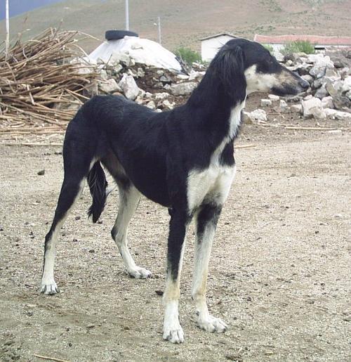 ön bacakları dişr büyüklükte Gözler küt çene arkaya 45-55 göv kuvtlidir. kg kahrengidir. ha kare Dukları güçlüdür. şeklindir. sarkıktır. Kulaklar Göğüs rengi Göz rin büyüklükteüçgen bozdur.