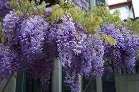 35. WISTERIA SİNENSİS (Mor Salkım) Ülkemizde