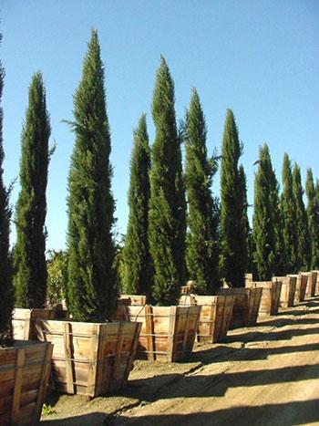 5.CUPRESSUS SEMPERVİRENS (Akdeniz Servisi )