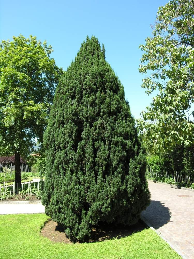 13.TAXUS BACCATA ( Adi Porsuk ) 15-25 m boy, yuvarlakça tepe yapan sık