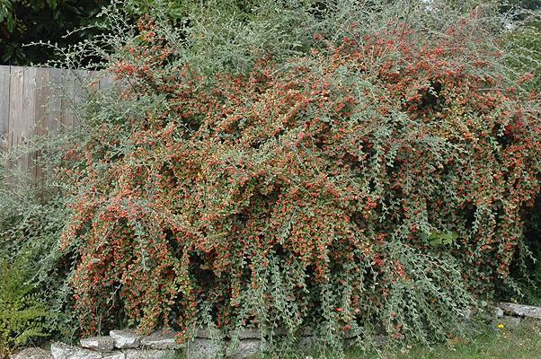 8. COTONEASTER FRANCHETTİİ (Dağ Muşmulası) 3 m.