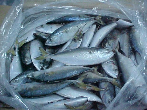 Dondurulan balıklara hiç bir işlem uygulanmadan soğuk depolara kaldırılırsa üründe bazı değişimlere neden olur.